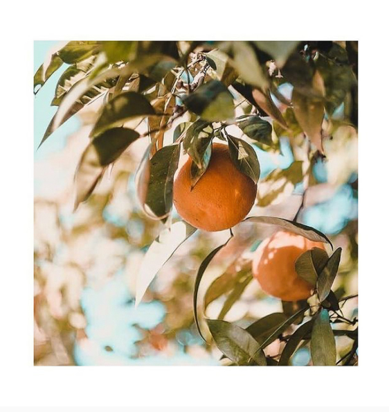 une orange dans l'arbre